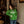 Load image into Gallery viewer, Wisconsin Up (Shamrock) - Hoodie
